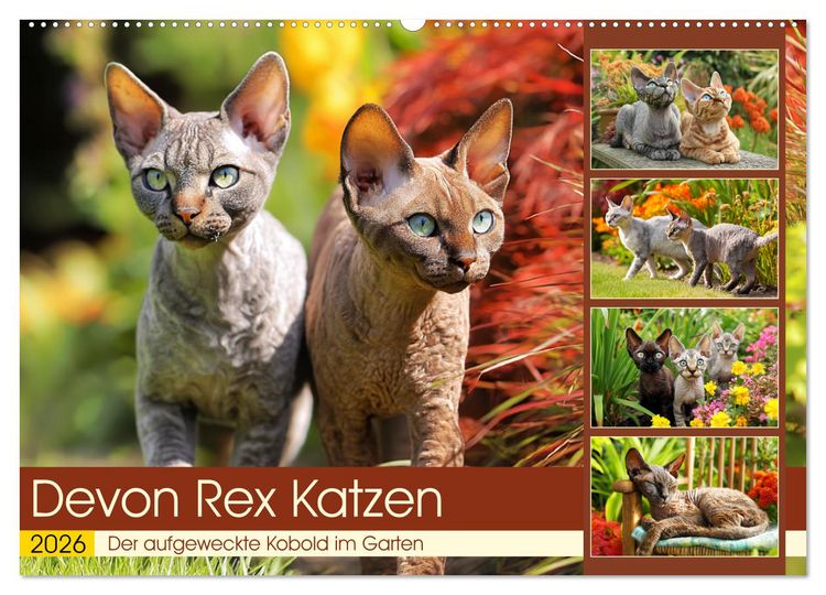 Produktbild: Devon Rex Katzen. Der aufgeweckte Kobold im Garten (Wandkalender 2026 DIN A2 quer), CALVENDO Monatskalender