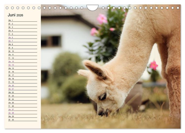 Produktbild: Alpakas im Blumenzauber (Wandkalender 2026 DIN A4 quer), CALVENDO Monatskalender