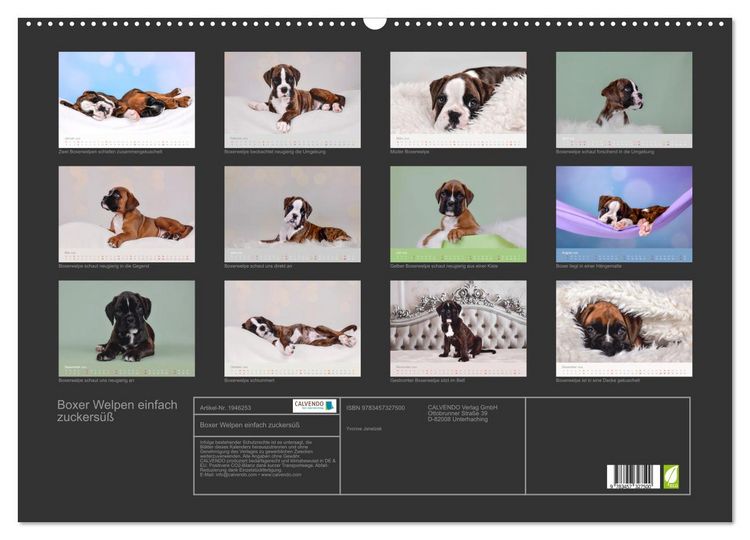 Produktbild: Boxer Welpen einfach zuckers&uuml;&szlig; (Wandkalender 2026 DIN A2 quer), CALVENDO Monatskalender