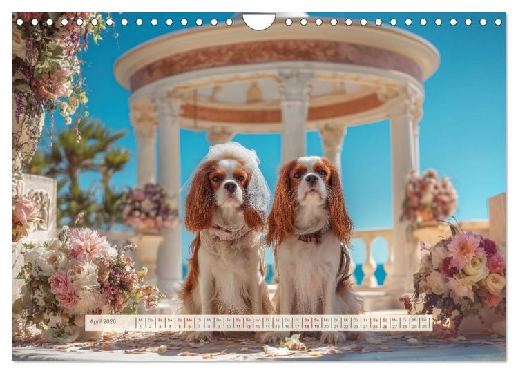Produktbild: Cavalier King Charles Spaniel. Die lustigsten Cavalier Momente des Jahres. (Wandkalender 2026 DIN A4 quer), CALVENDO Monatskalender