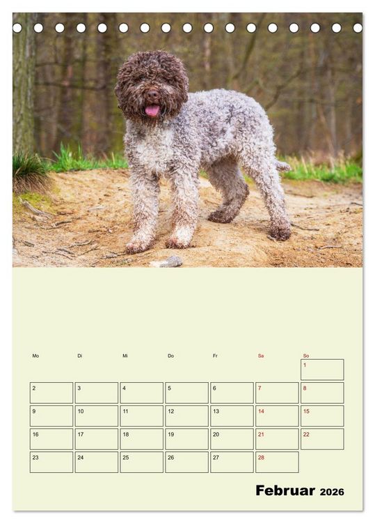 Produktbild: Lagotto Romagnolo - Der Tr&uuml;ffelhund Italiens - Planer (Tischkalender 2026 DIN A5 hoch), CALVENDO Monatskalender