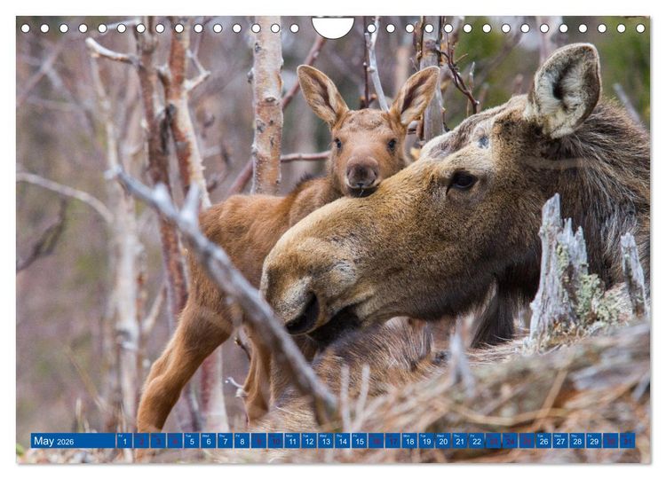 Produktbild: FIRST STEPS FOR BABY MOOSE (Wall Calendar 2026 DIN A4 landscape), CALVENDO 12 Month Wall Calendar