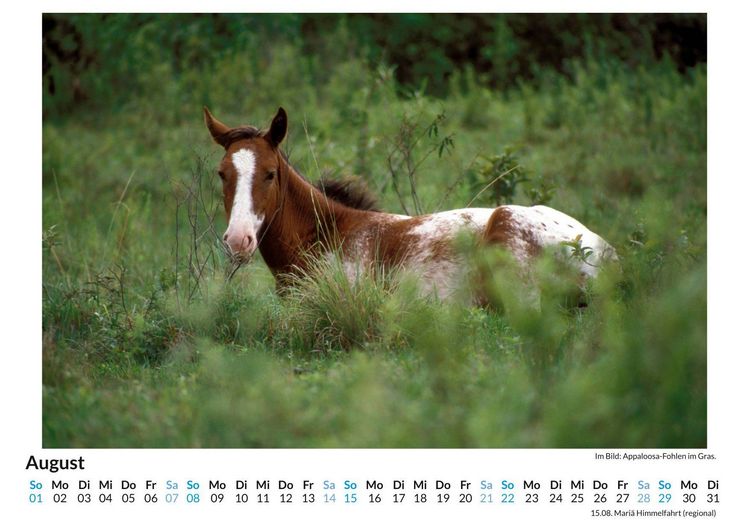 Produktbild: Appaloosa