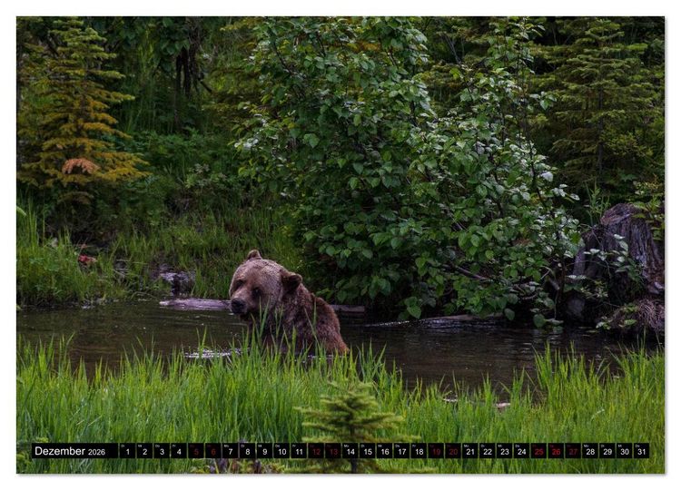 Produktbild: Grizzlys und Geisterb&auml;ren - Glendale Cove, Kanada (Wandkalender 2026 DIN A3 quer), CALVENDO Monatskalender