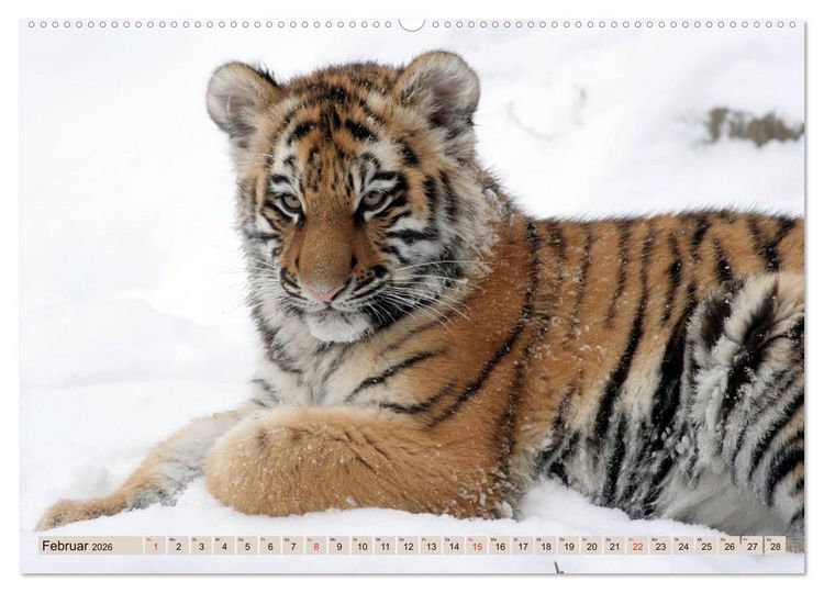 Produktbild: Tiger. Gestreift, wild u. sch&ouml;n (hochwertiger Premium Wandkalender 2026 DIN A2 quer), Kunstdruck in Hochglanz