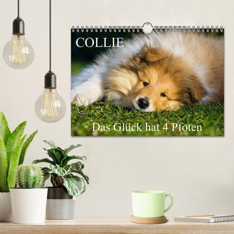 Produktbild: Collie - Das Gl&uuml;ck hat 4 Pfoten (Wandkalender 2026 DIN A4 quer), CALVENDO Monatskalender
