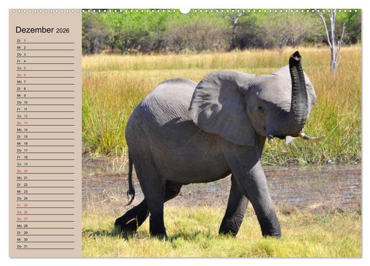 Produktbild: Elefanten in freier Wildbahn (Wandkalender 2026 DIN A2 quer), CALVENDO Monatskalender