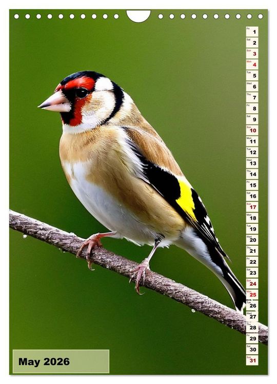 Produktbild: Colourful birds (Wall Calendar 2026 DIN A4 portrait), CALVENDO 12 Month Wall Calendar