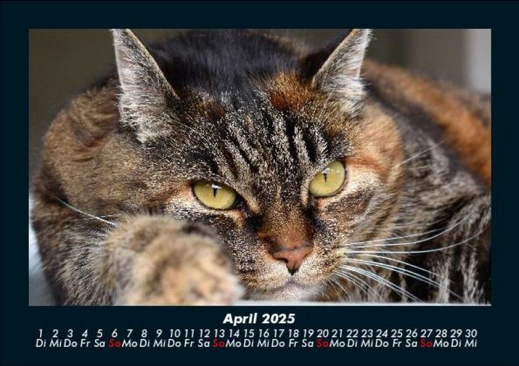 Produktbild: F&uuml;r Katzenfreunde 2025 Fotokalender DIN A5