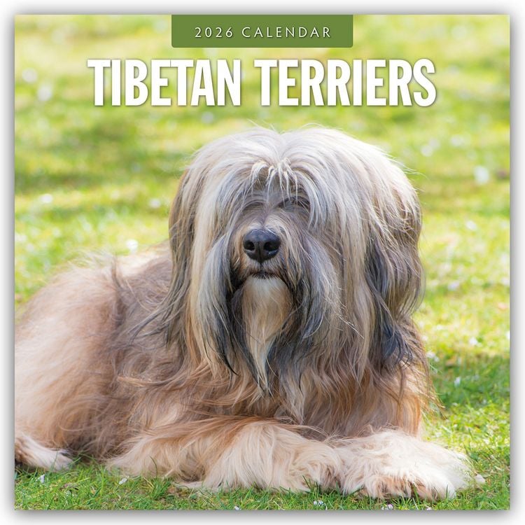 Produktbild: Tibetan Terriers – Tibet Terrier 2026 – 16-Monatskalender