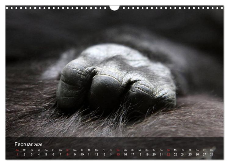 Produktbild: Gorillas. Friedliebende Kraftpakete (Wandkalender 2026 DIN A3 quer), CALVENDO Monatskalender
