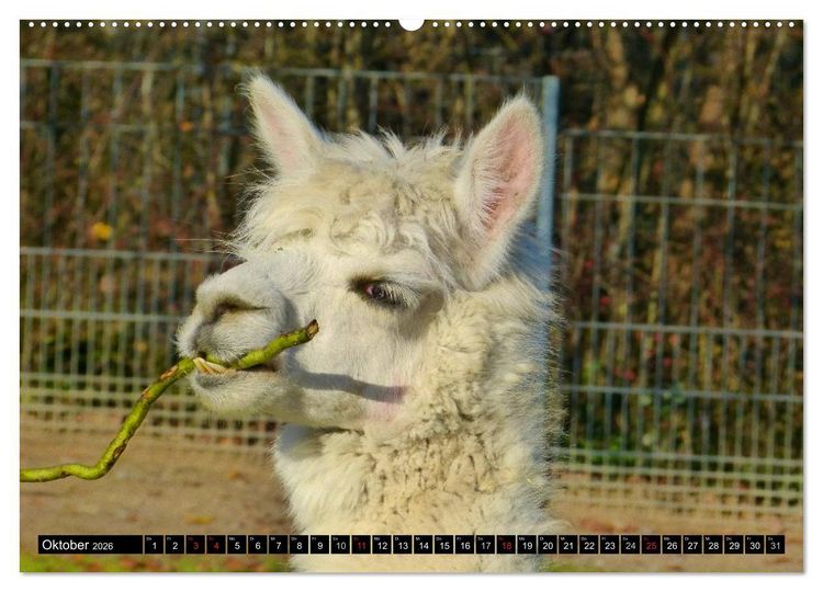 Produktbild: Alpakas und Lamas (Wandkalender 2026 DIN A2 quer), CALVENDO Monatskalender