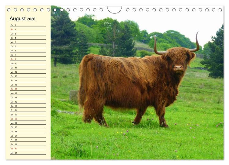 Produktbild: Schottische Hochlandrinder. Freundlich, sch&ouml;n und robust (Wandkalender 2026 DIN A4 quer), CALVENDO Monatskalender