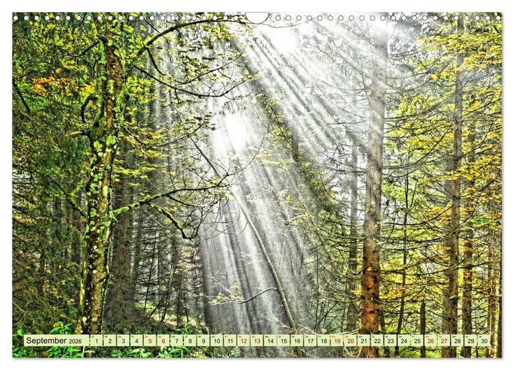 Produktbild: Verwunschene Waldtr&auml;ume: Ein Kalender voller Magie (Wandkalender 2026 DIN A3 quer), CALVENDO Monatskalender