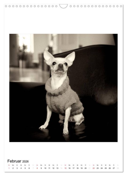 Produktbild: CHIHUAHUA CHIC Photos Marion Koell (Wandkalender 2026 DIN A3 hoch), CALVENDO Monatskalender