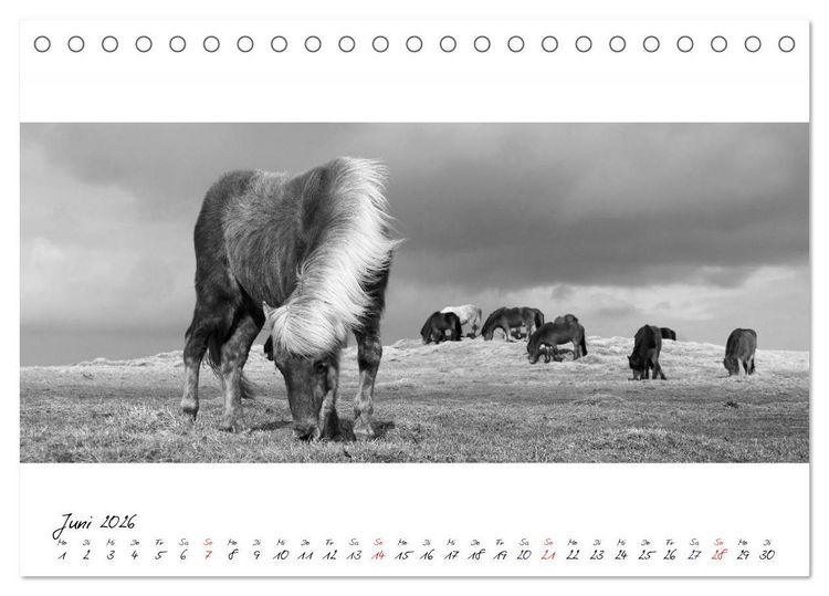 Produktbild: Islandpferde von Brimilsvellir (Tischkalender 2026 DIN A5 quer), CALVENDO Monatskalender