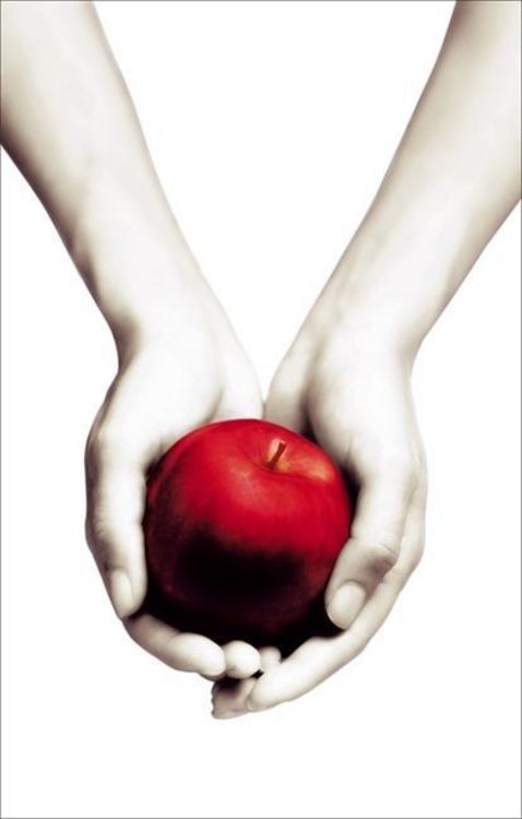 Bild vom Artikel Twilight. White Cover vom Autor Stephenie Meyer
