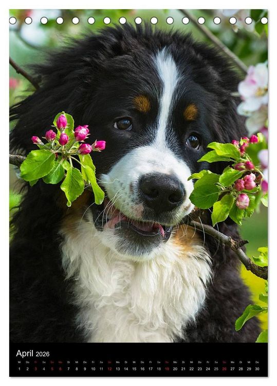Produktbild: Faszination Berner Sennenhund (Tischkalender 2026 DIN A5 hoch), CALVENDO Monatskalender