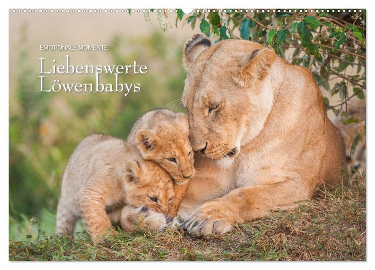 Produktbild: Emotionale Momente: Liebenswerte L&ouml;wenbabys (Wandkalender 2026 DIN A2 quer), CALVENDO Monatskalender