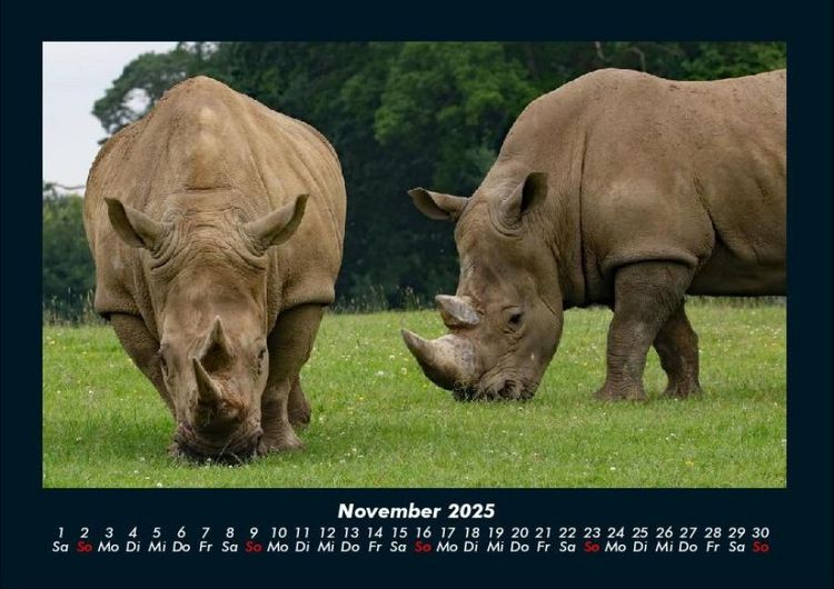 Produktbild: Zoobewohner 2025 Fotokalender DIN A4