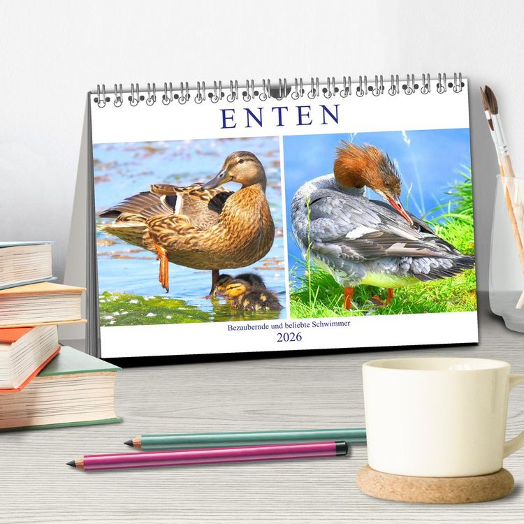 Produktbild: Enten. Bezaubernde und beliebte Schwimmer (Tischkalender 2026 DIN A5 quer), CALVENDO Monatskalender
