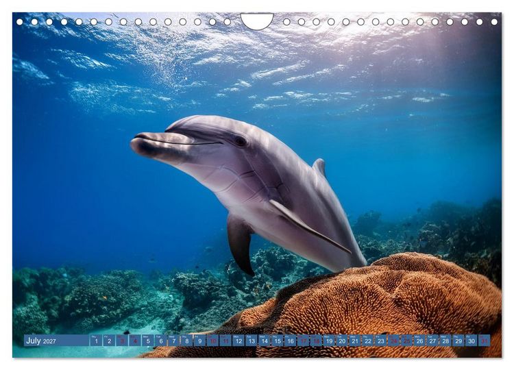 Produktbild: When Dolphins Dance with Us (Wall Calendar 2027 DIN A4 landscape), CALVENDO 12 Month Wall Calendar