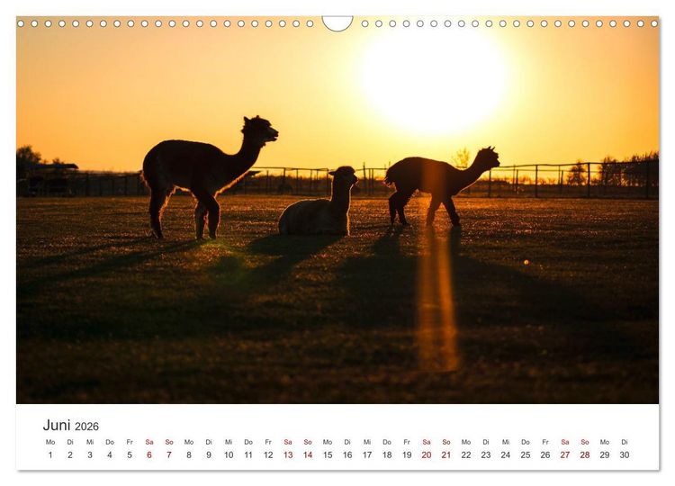 Produktbild: Lamas und Alpakas - Die weichen Neuweltkamele. (Wandkalender 2026 DIN A3 quer), CALVENDO Monatskalender