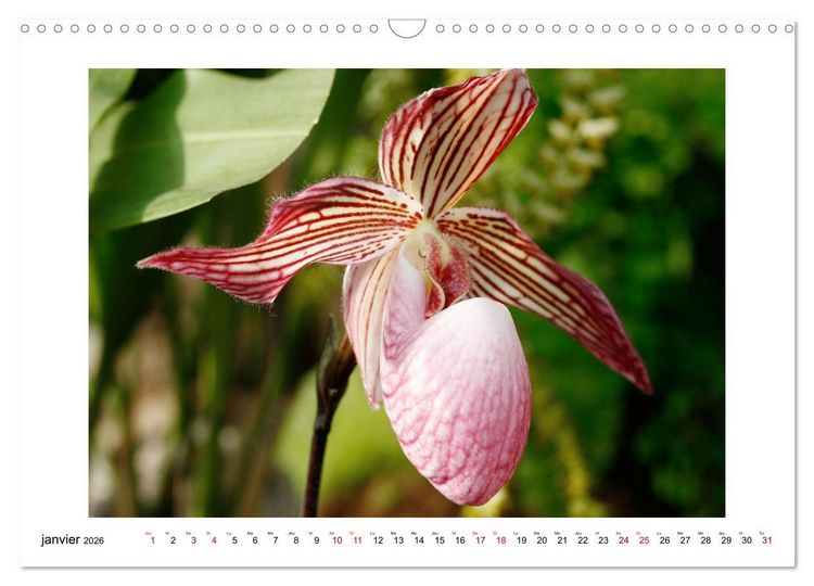 Produktbild: Mon r&ecirc;ve d'orchid&eacute;es (Calendrier mural 2026 DIN A3 vertical), CALVENDO calendrier mensuel