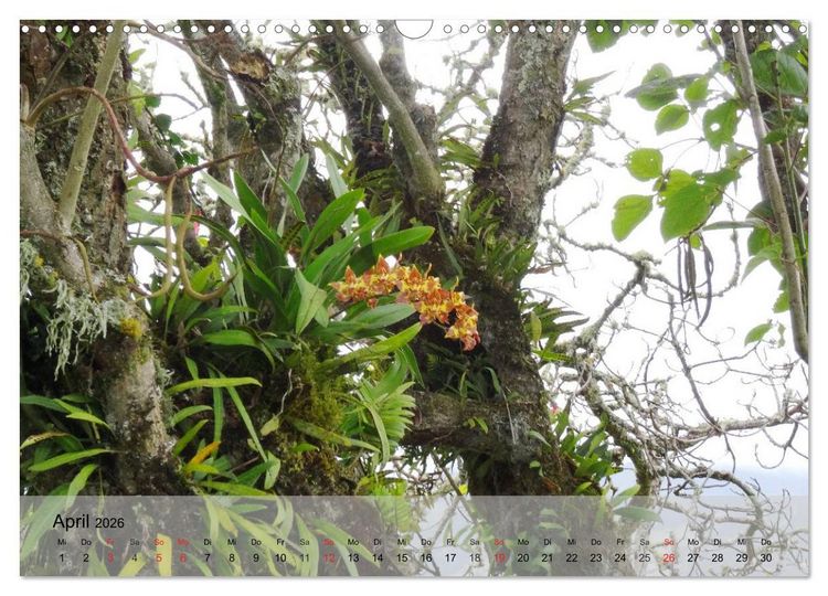 Produktbild: Orchideenland Ecuador (Wandkalender 2026 DIN A3 quer), CALVENDO Monatskalender