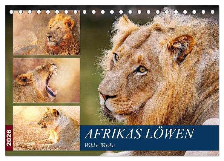 Produktbild: Afrikas L&ouml;wen 2026 (Tischkalender 2026 DIN A5 quer), CALVENDO Monatskalender