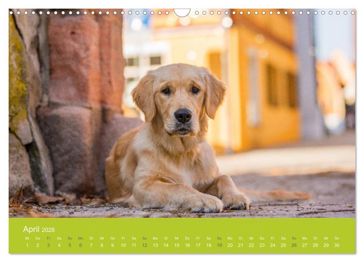 Produktbild: Traumschnauzen (Wandkalender 2026 DIN A3 quer), CALVENDO Monatskalender