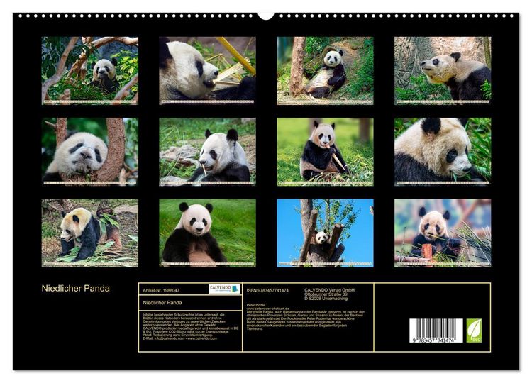 Produktbild: Niedlicher Panda (hochwertiger Premium Wandkalender 2026 DIN A2 quer), Kunstdruck in Hochglanz