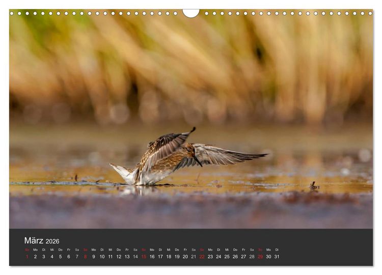 Produktbild: V&ouml;gel im Norden Europas (Wandkalender 2026 DIN A3 quer), CALVENDO Monatskalender