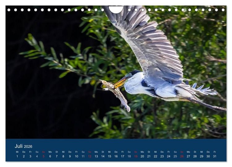 Produktbild: Brasilien tierisch gut 2026 (Wandkalender 2026 DIN A4 quer), CALVENDO Monatskalender