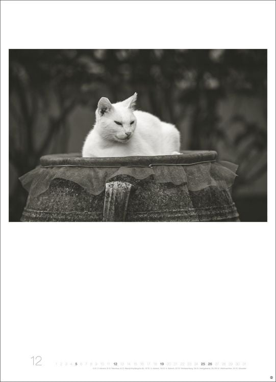Produktbild: Cats Edition Kalender 2027