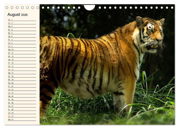 Produktbild: Tiger. Gestreift, wild und sch&ouml;n (Wandkalender 2026 DIN A4 quer), CALVENDO Monatskalender
