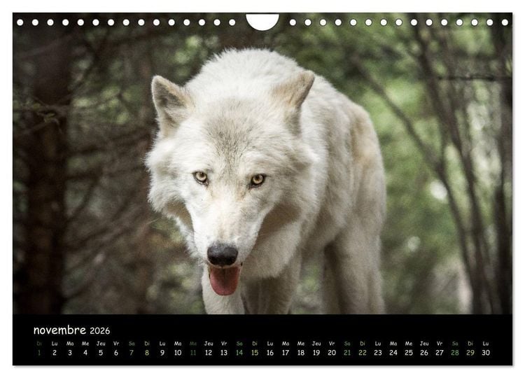 Produktbild: J'ai vu le loup (Calendrier mural 2026 DIN A4 vertical), CALVENDO calendrier mensuel