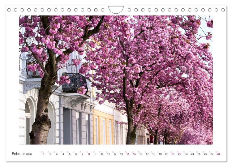 Produktbild: Japanische Kirschbl&uuml;te in Bonn (Wandkalender 2026 DIN A4 quer), CALVENDO Monatskalender