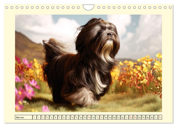 Produktbild: Lhasa Apso Charme. Die kleinen H&uuml;ter des Gl&uuml;cks (Wandkalender 2026 DIN A4 quer), CALVENDO Monatskalender