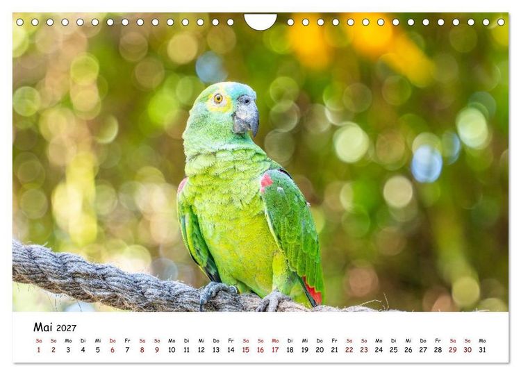 Produktbild: Aras und bunte Sittiche: Exotische Papageien-Portr&auml;ts (Wandkalender 2027 DIN A4 quer), CALVENDO Monatskalender