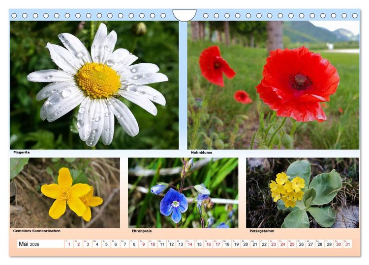 Produktbild: Alpiner Bl&uuml;tenzauber (Wandkalender 2026 DIN A4 quer), CALVENDO Monatskalender