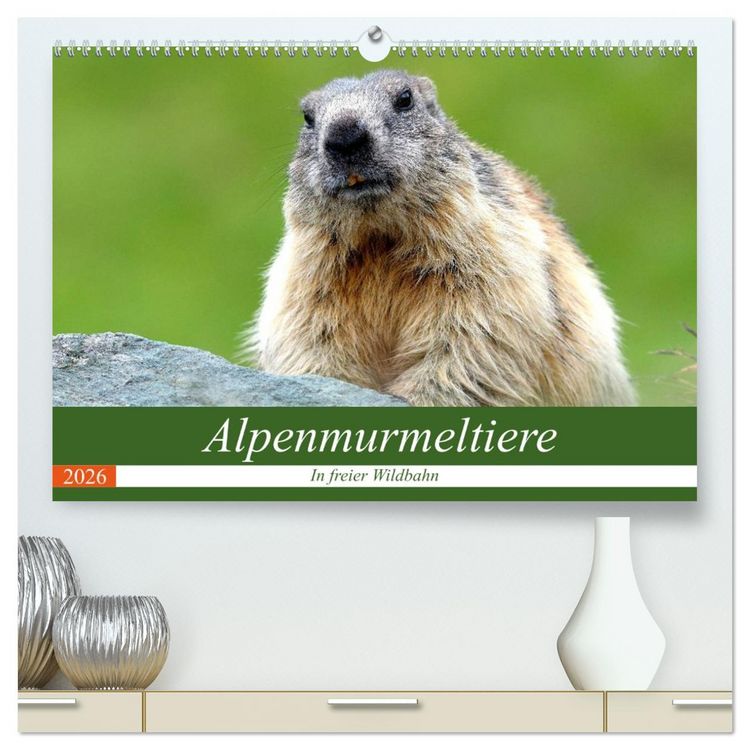 Produktbild: Alpenmurmeltiere in freier Wildbahn (hochwertiger Premium Wandkalender 2026 DIN A2 quer), Kunstdruck in Hochglanz