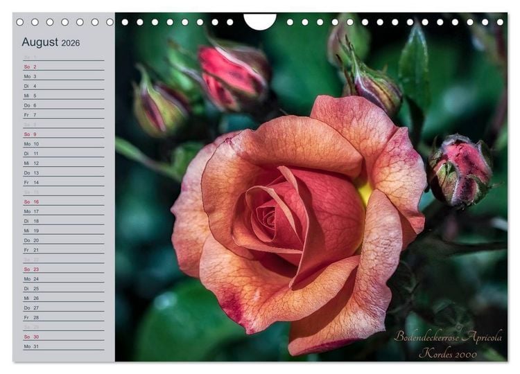 Produktbild: Kurf&uuml;rstliche Rosen Eltville am Rhein (Wandkalender 2026 DIN A4 quer), CALVENDO Monatskalender