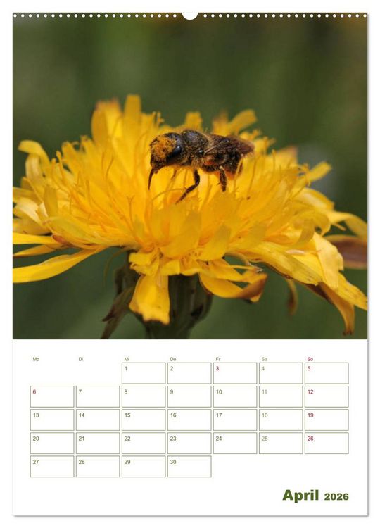 Produktbild: Wildbienen-Terminplaner 2026 (hochwertiger Premium Wandkalender 2026 DIN A2 hoch), Kunstdruck in Hochglanz
