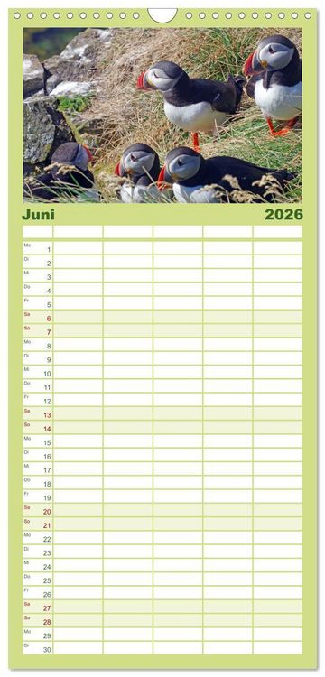 Produktbild: Familienplaner 2026 - Papageitaucher - Clowns der nordischen Vogelwelt mit 5 Spalten (Wandkalender, 21 x 45 cm) CALVENDO