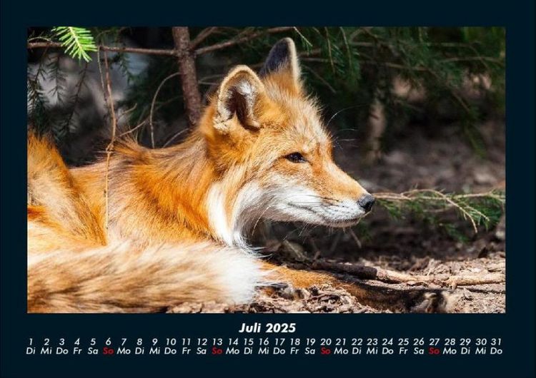 Produktbild: Tierkalender 2025 Fotokalender DIN A4