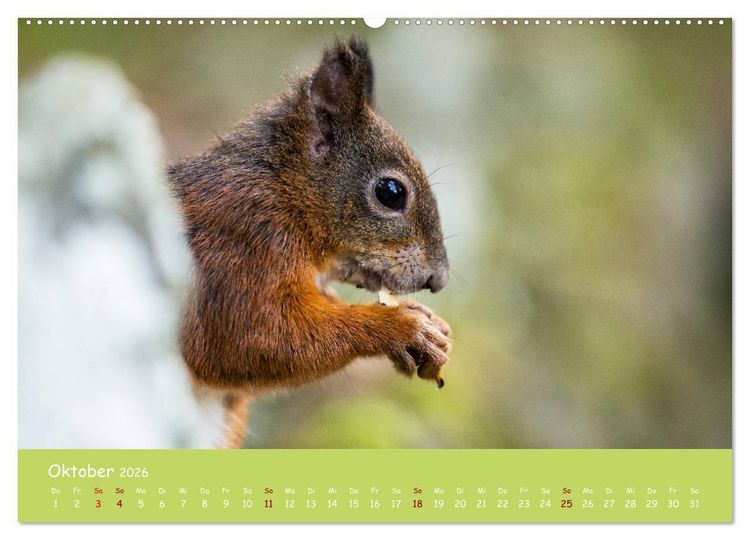 Produktbild: Eichh&ouml;rnchen - die s&uuml;&szlig;en Nussknacker (hochwertiger Premium Wandkalender 2026 DIN A2 quer), Kunstdruck in Hochglanz