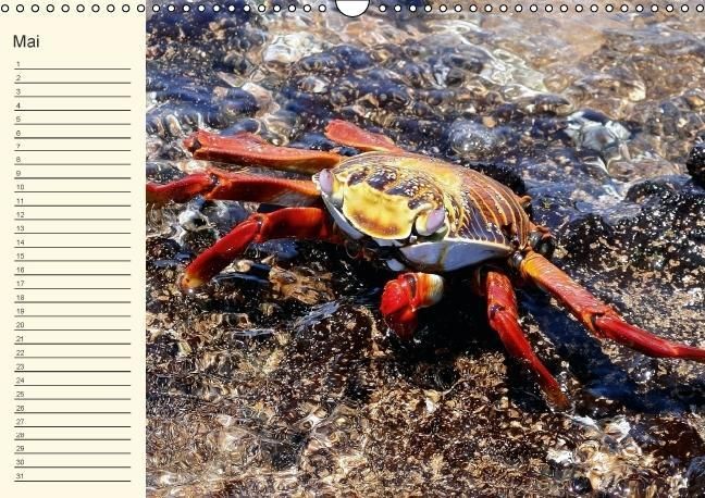 Produktbild: Gal&aacute;pagos Geburtstagskalender (Wandkalender immerw&auml;hrend DIN A3 quer)