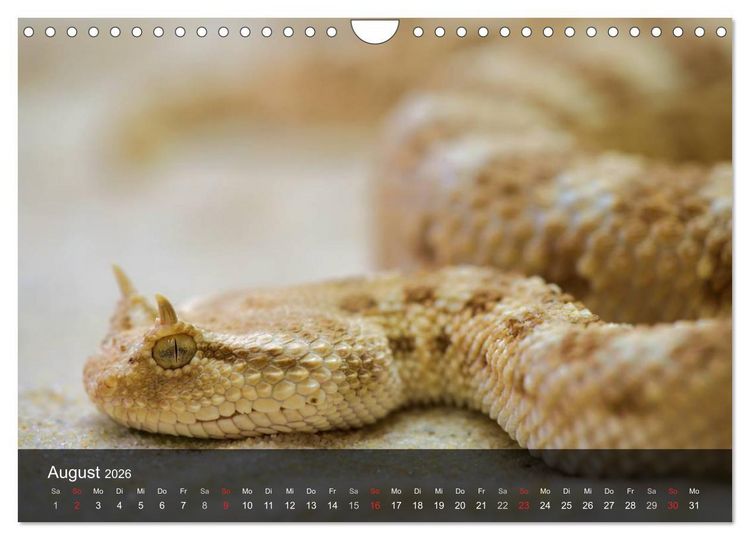 Produktbild: Giftschlangen (Wandkalender 2026 DIN A4 quer), CALVENDO Monatskalender