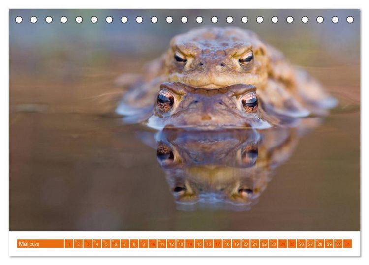 Produktbild: Farbige Fr&ouml;sche (Tischkalender 2026 DIN A5 quer), CALVENDO Monatskalender